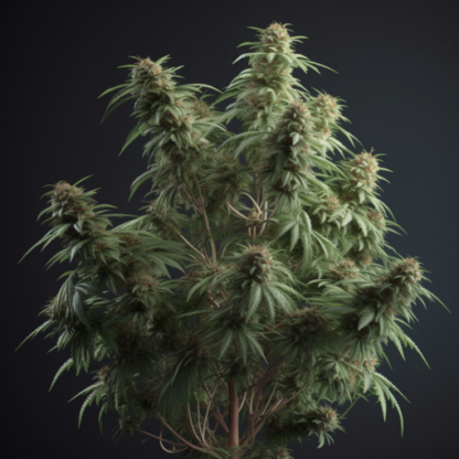 Biscotti Feminized Seeds - Image 2