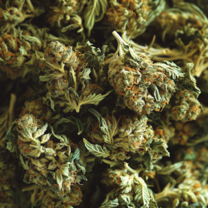 White Widow Feminized Seeds - Image 4