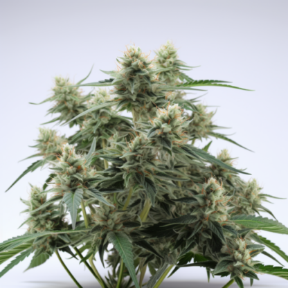 White Fire OG Feminized Seeds - Image 2