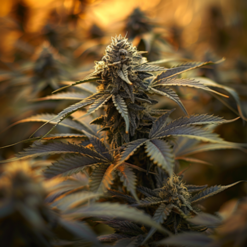 Adamxhunterxxx Close Up View Of Garry Patton Cannabis Plant Bud 94470e2c 3865 4d28 B35f 3f6f6d11fefc