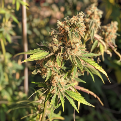Fat Bastard Feminized Seeds - Image 3