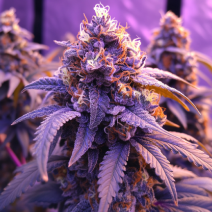 Girl Scout Cookies Autoflowering Seeds - Image 2