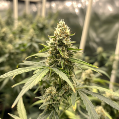 White Widow Autoflowering Seeds - Image 3