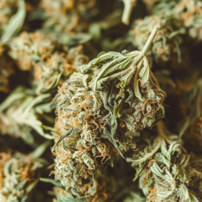 White Widow Autoflowering Seeds - Image 4