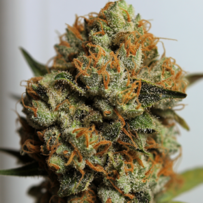 White Widow Autoflowering Seeds - Image 2