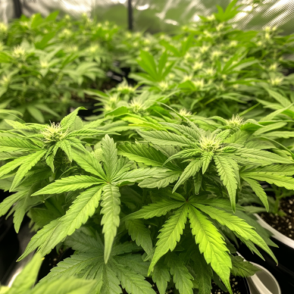 Girl Scout Cookies Autoflowering Seeds - Image 8