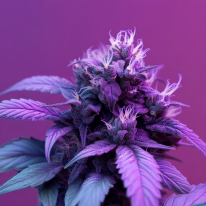 Hawaii X Purple Skunk Feminized Seeds - Image 2