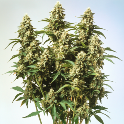 Pineapple Express 2 Feminized Seeds - Image 2