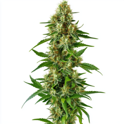 White Runtz Feminized Seeds - Image 4