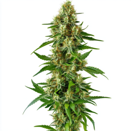 Adamxhunterxxx White Runtz Cannabis Plants Buds V 6.1 Fff50d20 B866 4980 83b2 Fb4a1ca55bfc 1