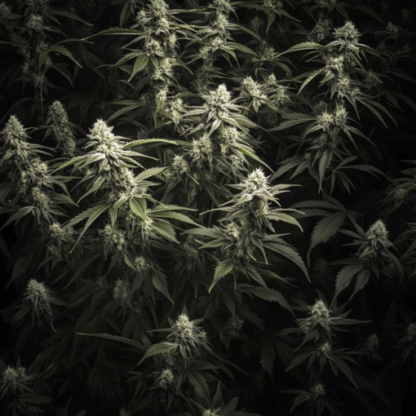 White Runtz Feminized Seeds - Image 3