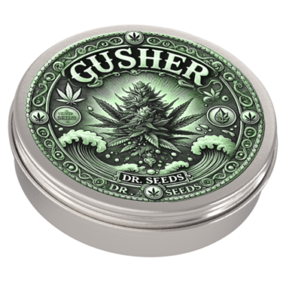 Gusher Feminized Seeds