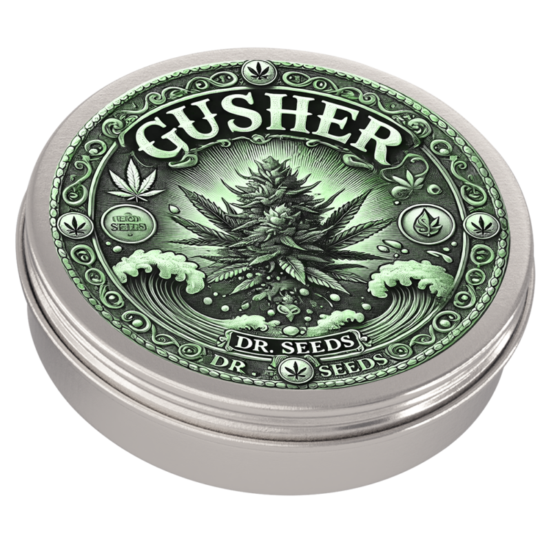 Gusher Feminized Seeds