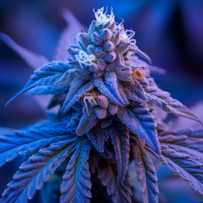 Adamxhunterxxx Blue Cannabis Bud Live Plant Macro Close Up 6114b9e5 Edcd 42fd B686 D192ade4ff9e 0
