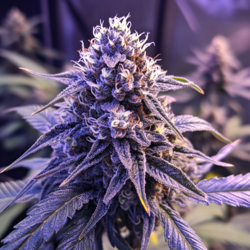 Adamxhunterxxx Blue Tint Cannabis Ripe Blooming Plant Bud Liv 83ff1a0f 1e71 4932 A219 7a4f0a489b09 1 Copy