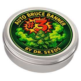 Autoflowering bruce banner 3