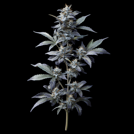 Adamxhunterxxx a photorealistic image of a mature blueberry a 869217a3 daaa 4ec1 b195 ef4cc10f9b5a 2