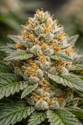 ChatGPT Image Dec 26, 2025 at 01 58 52 PM