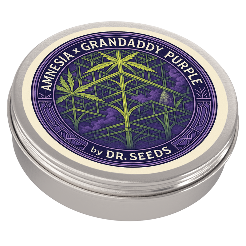 Amnesia + grandaddy purple