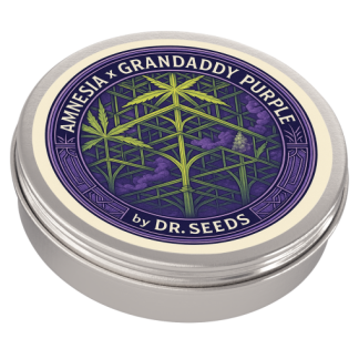 Amnesia + grandaddy purple