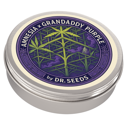 Amnesia + grandaddy purple