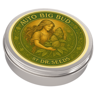 Big bud feminized seeds3