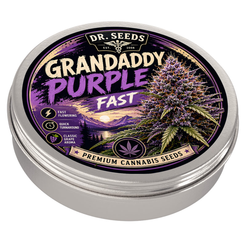 Grandaddy purple fast